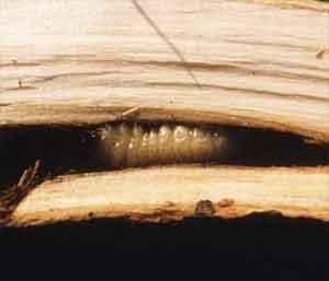 Sesia bembeciformis (гусеница)