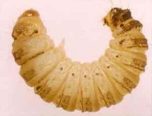 Adaina microdactyla ()