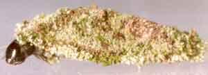 Dahlica lichenella ()