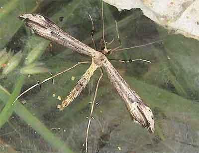 Oidaematophorus lithodactyla