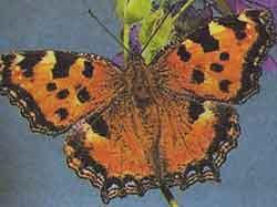Многоцветница - дневная бабочка