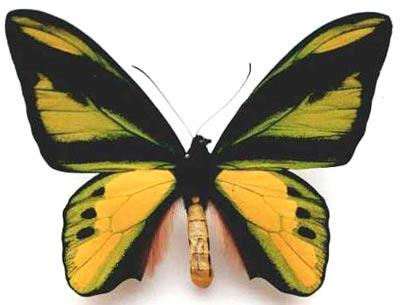   (Ornithoptera chimaera)