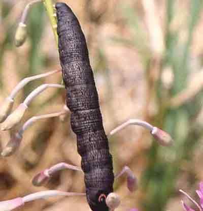 Proserpinus flavofasciata ()
