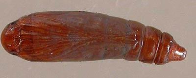 Жимолостная невзрачная моль (Athrips mouffetella)