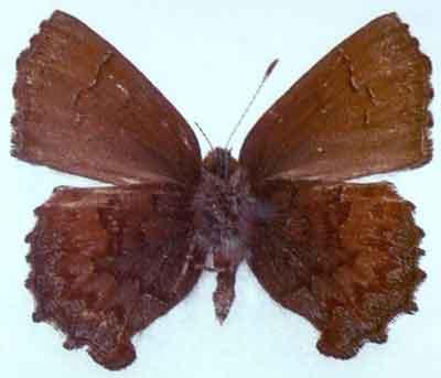 Ahlbergia inopinata